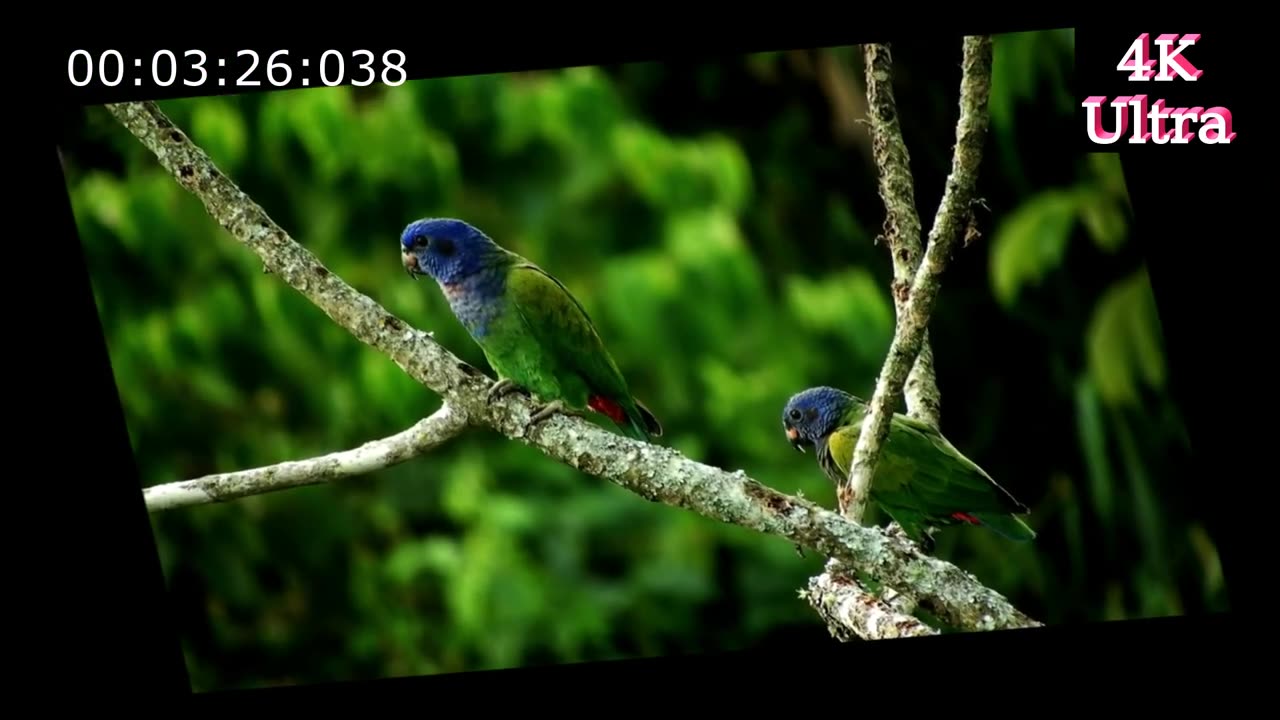 Wow this took my breaths watch this beautifull Birds does is sing😍😍😍😍😍