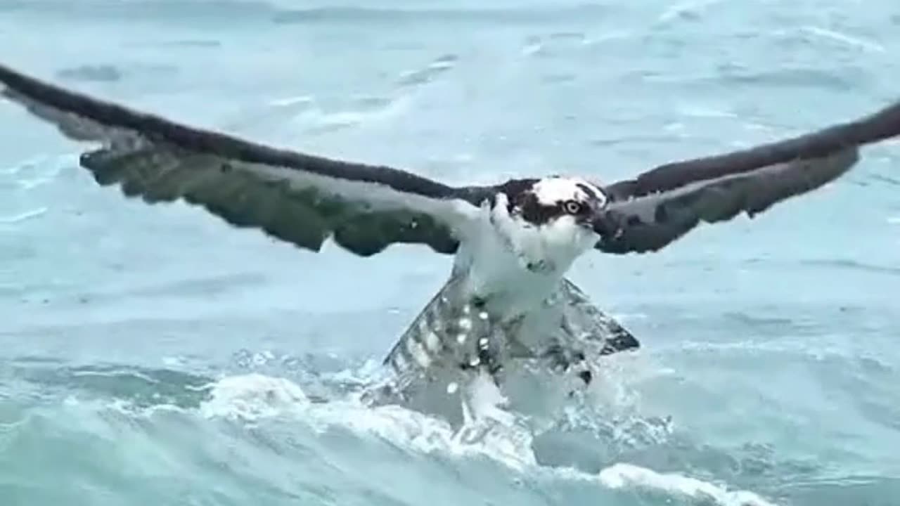 Eagle's Epic Catch