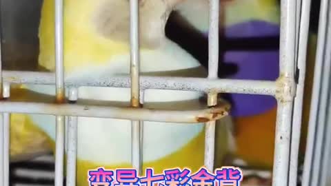Pet birds