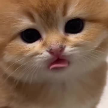 Cat Cute Cats of Gemois 😽😽