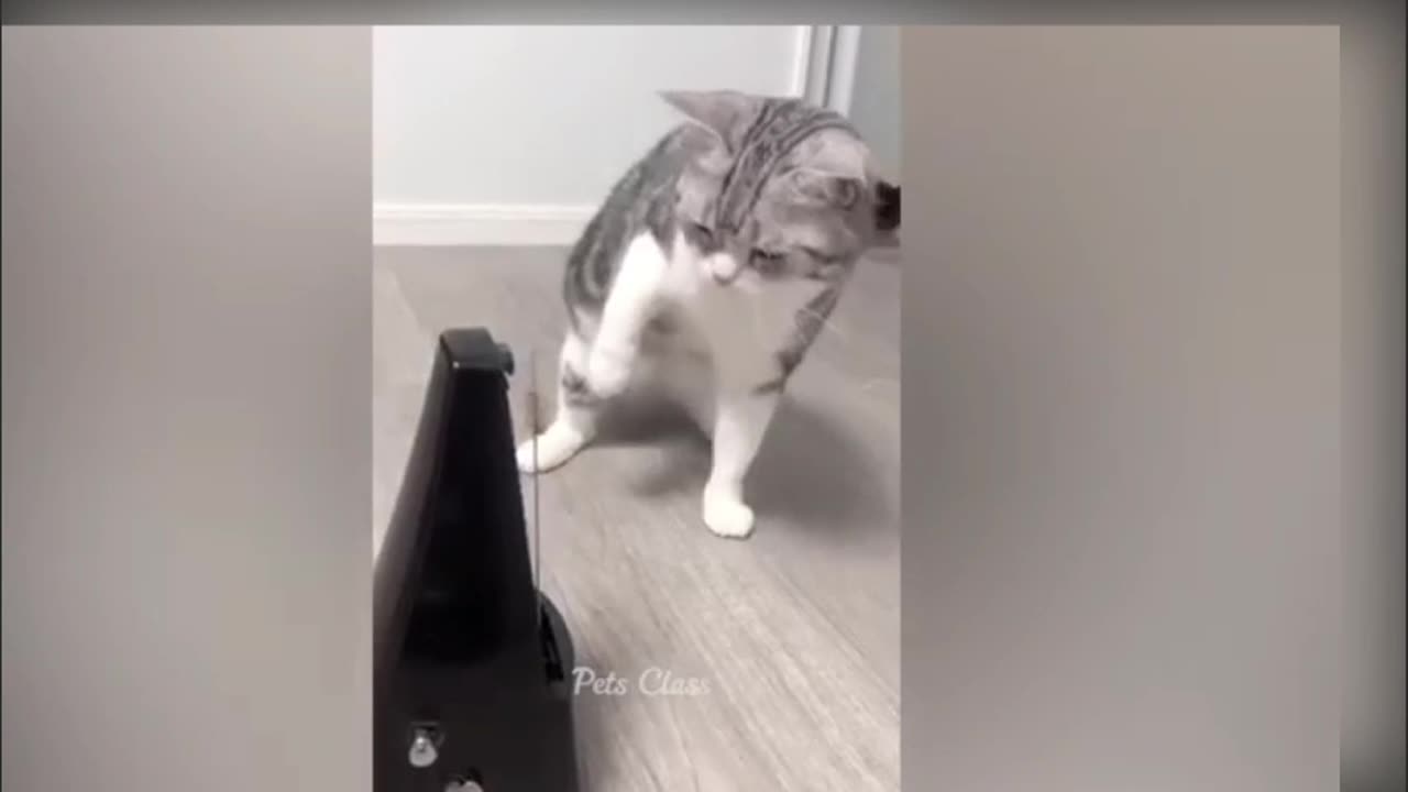 Funniest Animals 2023 😂 Funny Cats and Dogs Part 16 😺🐶