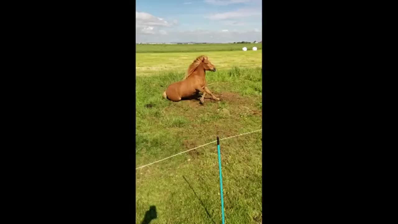 Headbanging horse