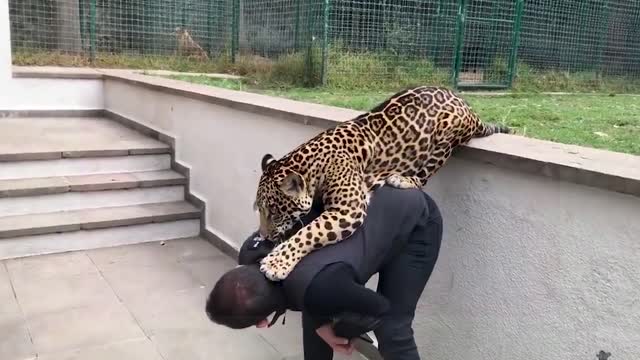 Jaguar and Tiger playing with owner.