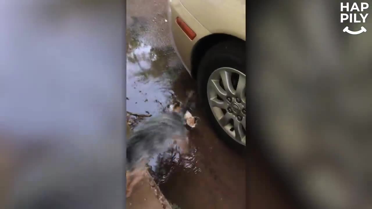 dog rescue tiny abandoned kitten in rain