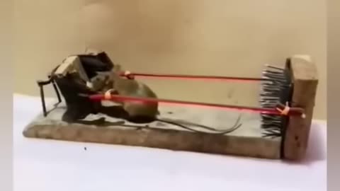 Mouse