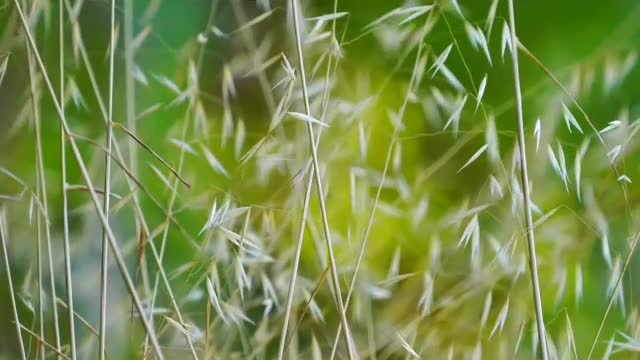 beautiful nature against the background of music