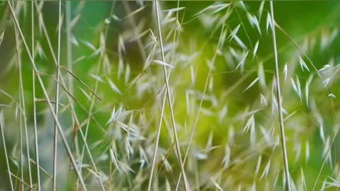 beautiful nature against the background of music