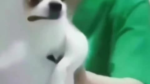 Animal funny moment 😁😁