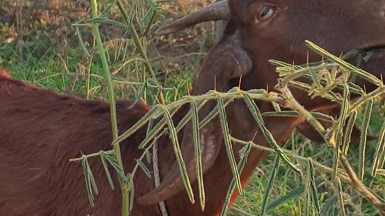 beautiful goat, love
