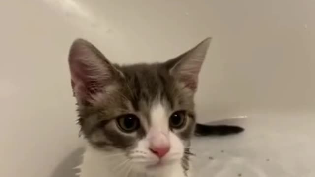 Cat videos cute cat videos cat cat