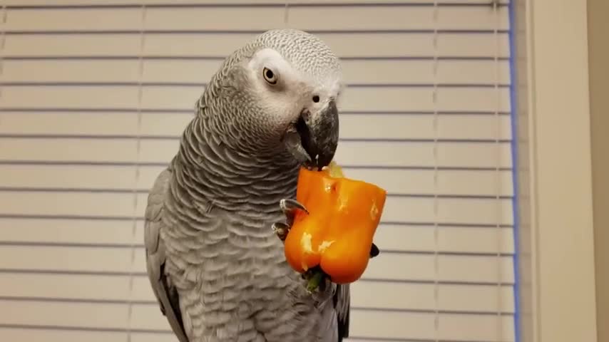 tycho -the african grey Eating