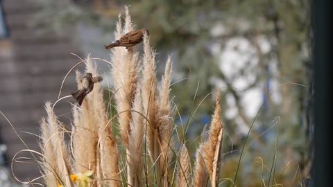 Flower Birds