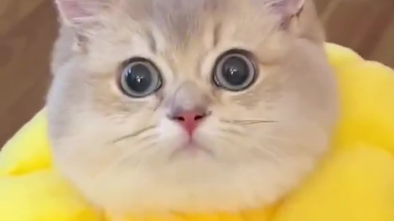 Cat amazing video