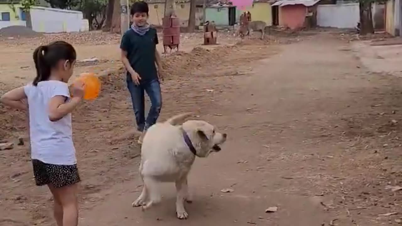 Dog playing in street