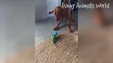 BEST FUNNY ANIMAL