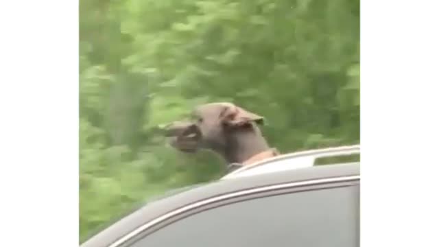 dog in car