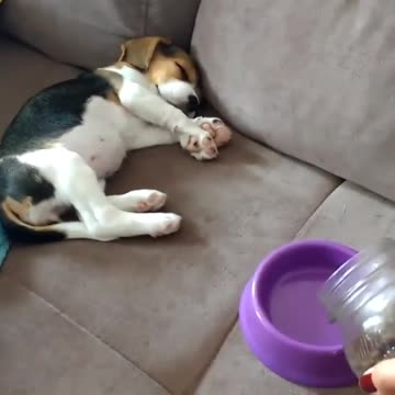 Puppy Wakes Up At The Sound Of Food