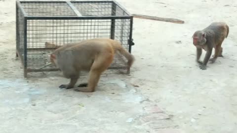 Hungry monkey searching food/monkey video/monkey eat food