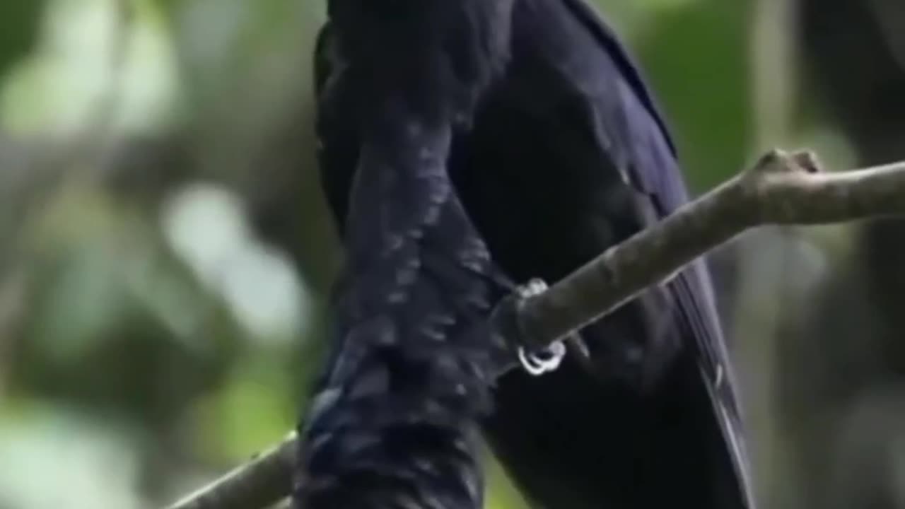 Amazing Birds