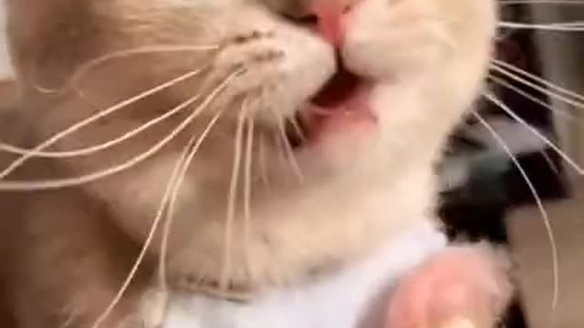 Funniest Cat Videos on the Planet #005 - Best Funny Animal Videos 2022 | The A2 Shorts