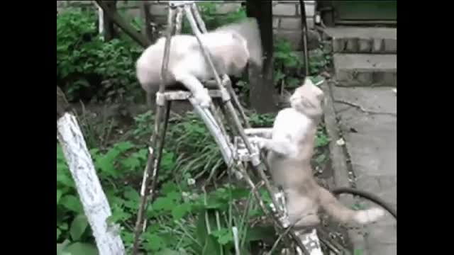 Funny Cats Clips in