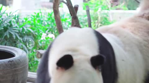 The giant panda