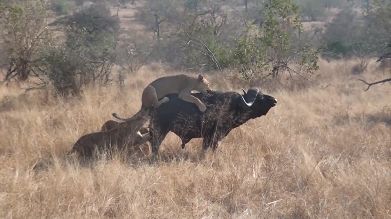 3 Lions Bring Down Buffalo In Epic Battle *Not For Sensitive Viewers*