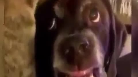 Funny Cat Dog Videos