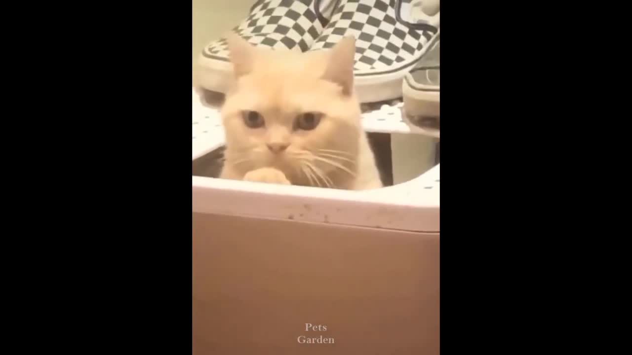 Funny cat