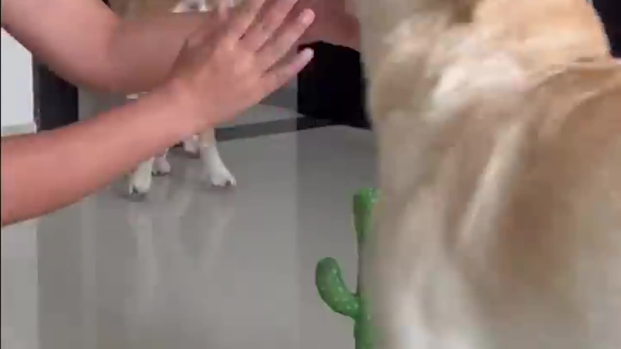 Dogs React to Talking Cactus Toy || ViralHog