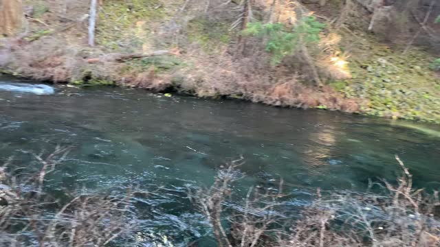 Most Epic Accessible Area Early in Season – 13.5 Mile River Hike – Metolius River – Central Oregon