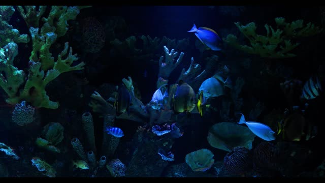 Aquarium fish