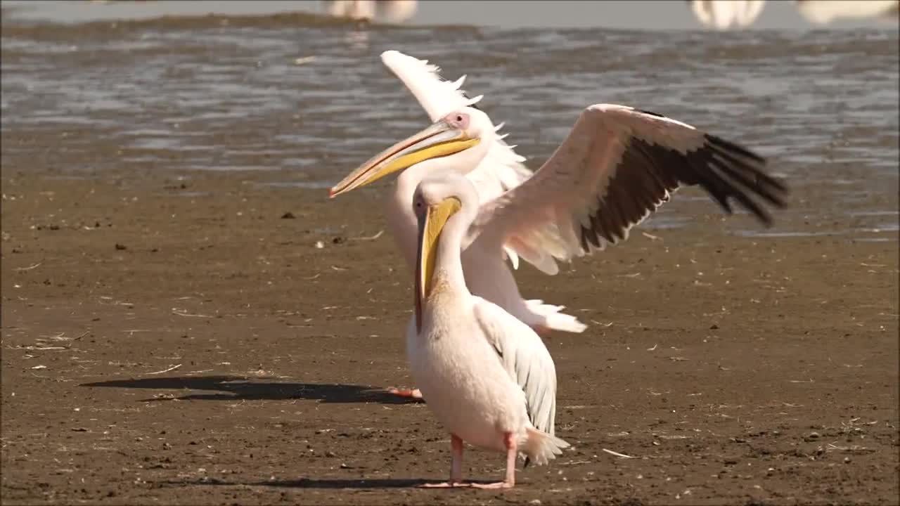 Great white pelican, Lake Nakuru, Kenya Oct 2022