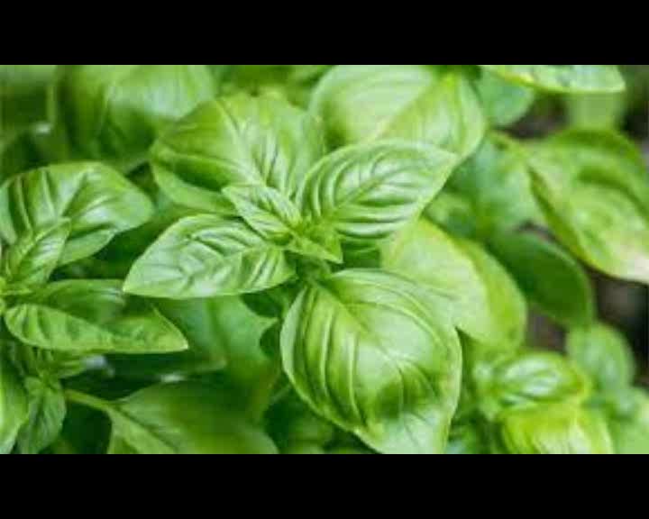 Basil, Magical Attributes