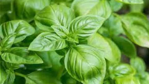 Basil, Magical Attributes