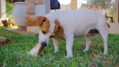 One me, one dog, we're both single dogs