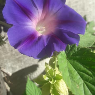 Morning Glory inspires