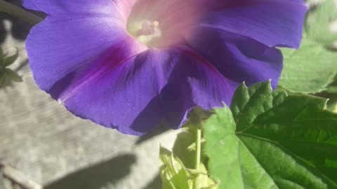 Morning Glory inspires