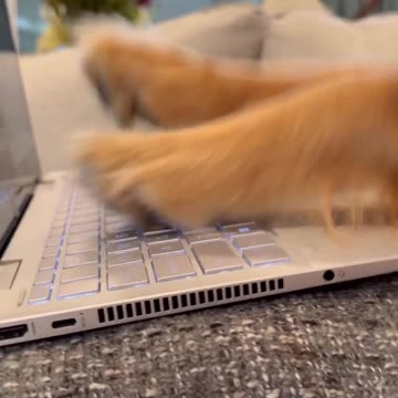 My dog was wrong for this!