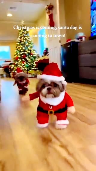 Merry Christmas Human