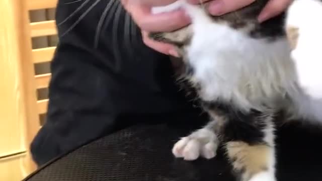 FUNNY CAT