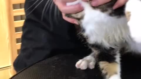 FUNNY CAT