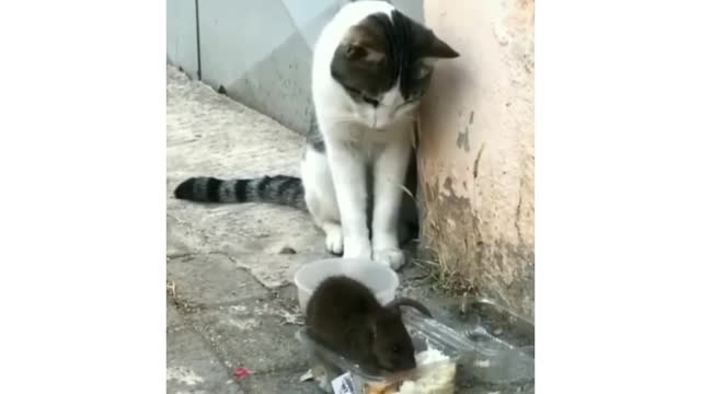 Cat and rat funny videos 🤣😂 funny videos animal funny videos