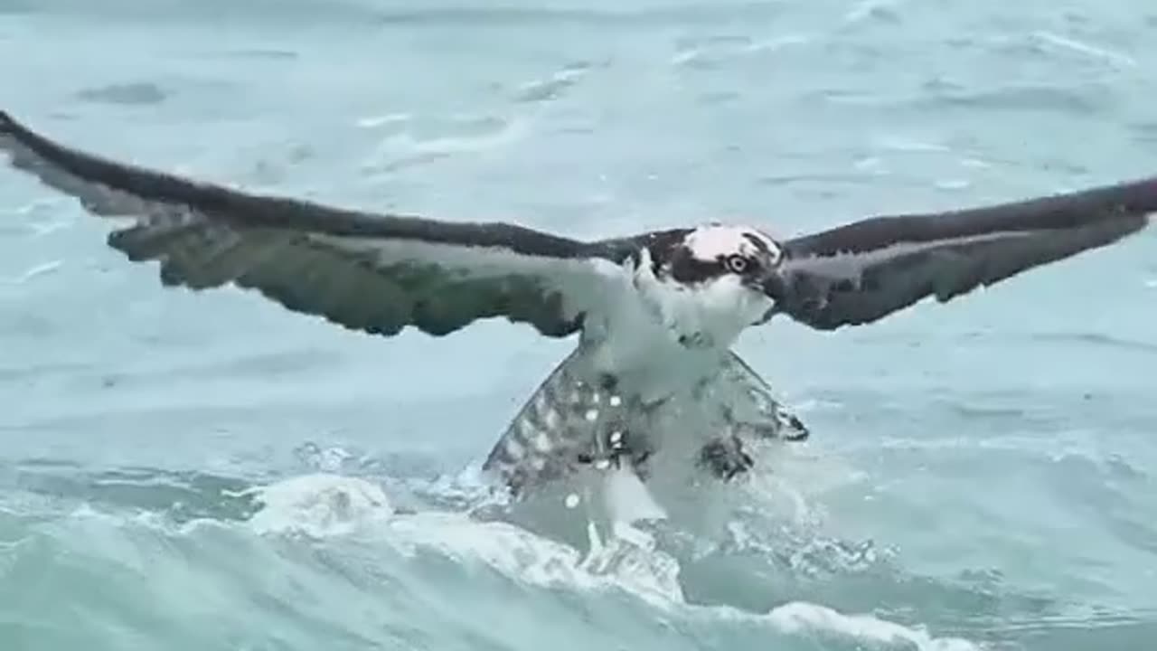 OMG 😳 Egle 🦅 Catches fish Underwater 🐟🐠🦈🐡