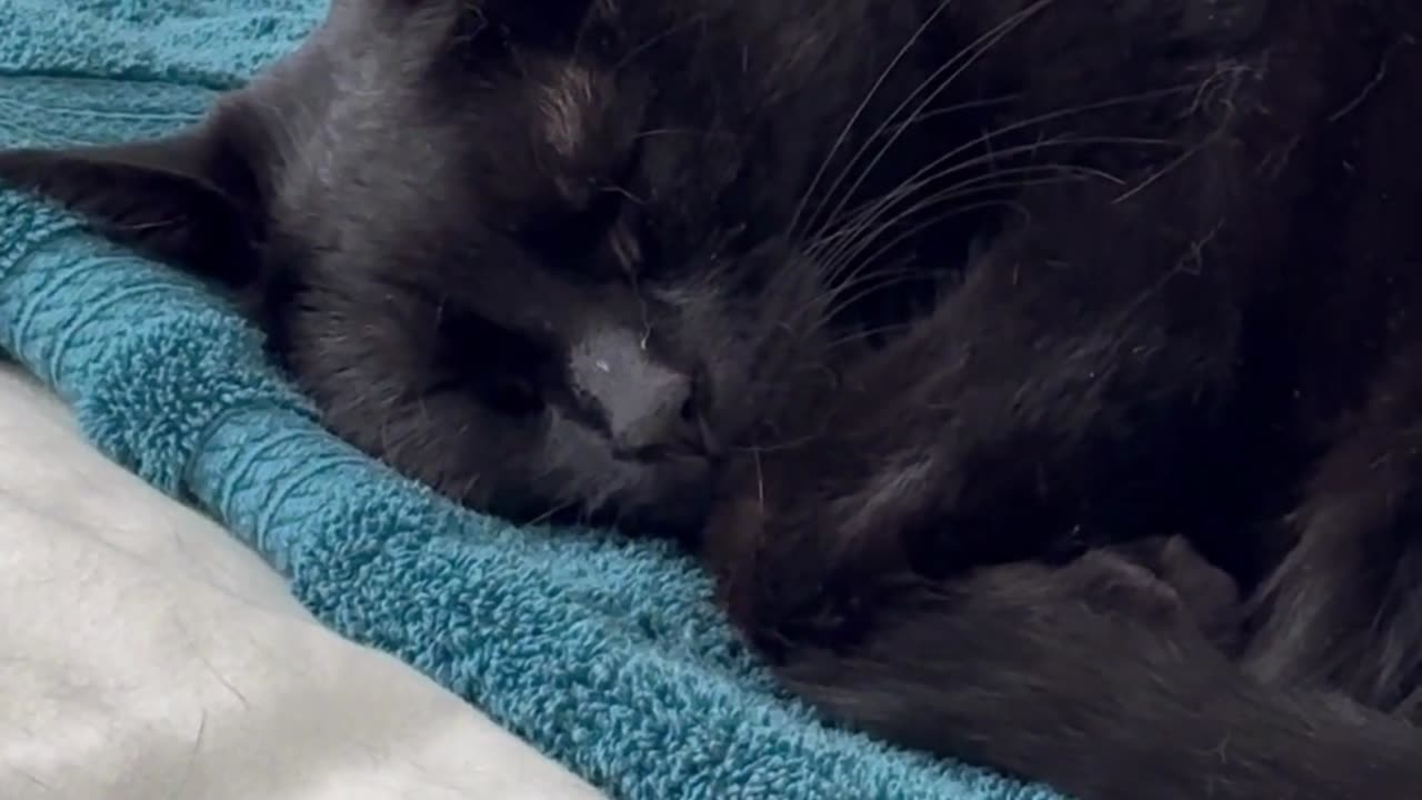 Adopting a Cat from a Shelter Vlog - Cute Precious Piper Shows How to Dress for a Nap