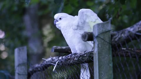 The parrot is happy, see if he is calling out or flaunting his power