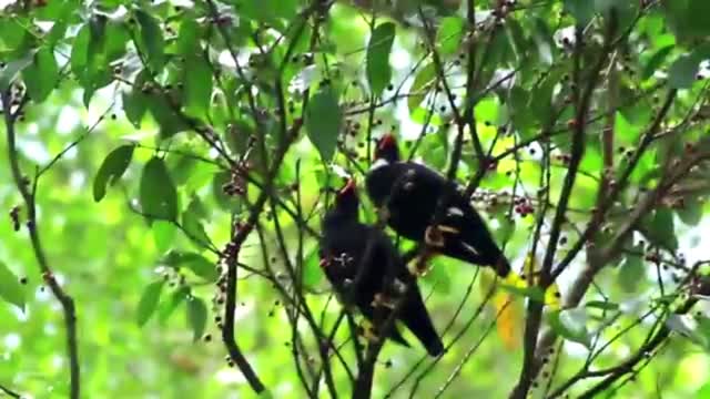 Hill myna bird