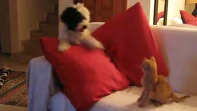 Brave Cat Defends Itself From The Family Dog