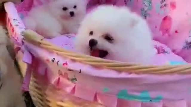 Baby Cute and Funny Dog Video