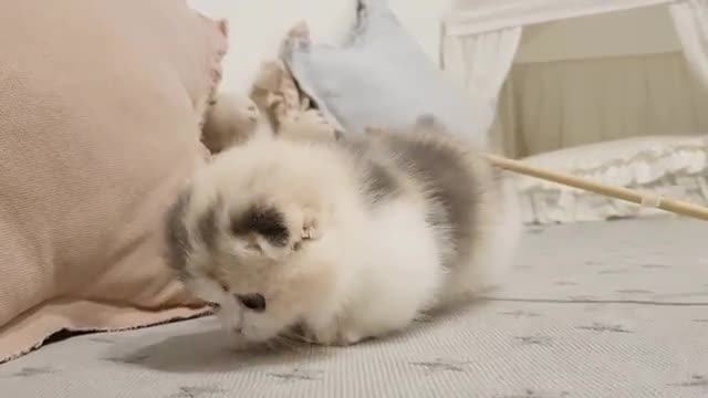 Watch Cute kitten videos short leg cat